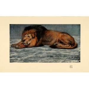  1910 Print Lion Study Pastel Blues Calm Animal Wild Art 