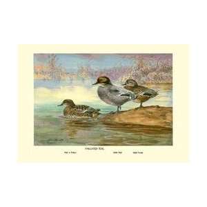  Falcated Teal Ducks 20x30 poster