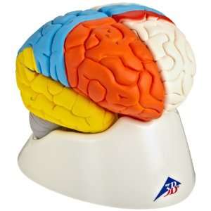 3B Scientific C22 8 Part Neuro Anatomical Brain Model, 5.5 x 5.5 x 6 
