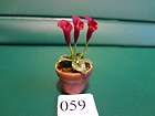 Dollhouse Miniatures flowers in pot calla lily plant Iris daisy rose 