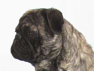 This Is LORD PUGSLEY OF SIMOE our handsome male brindle Pug born Dec 