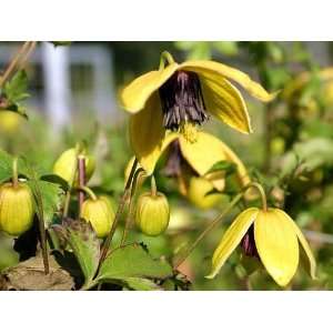    Clematis   Potted   Golden Yellow Blooms Patio, Lawn & Garden