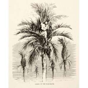 Print Spain Palm Tree Fronds Leaves Dates Cultivation Agriculture Farm 