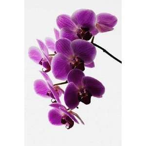 Phalaenopsis Orchids   Peel and Stick Wall Decal by Wallmonkeys 