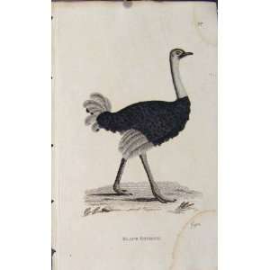   Antique Print Copper Engraved Art Birds Black Ostrich