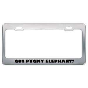  Got Pygmy Elephant? Animals Pets Metal License Plate Frame 