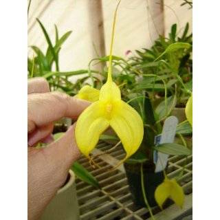 Masdevallia Aquarius orchid charming yellow flowers blooming size