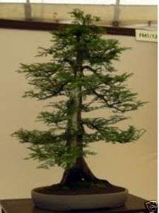 Bonsai * chin. Mammutbaum * Urwelt mammut *Metasequoia  