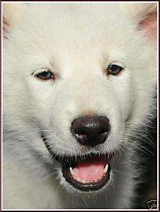 Photo Beautiful White Wolf Pup Close View, 2009  