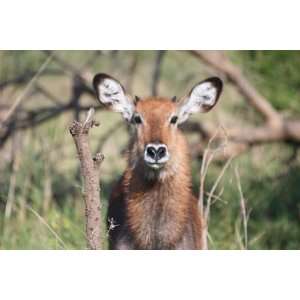  Ugandan Defassa Waterbuck   16x24 