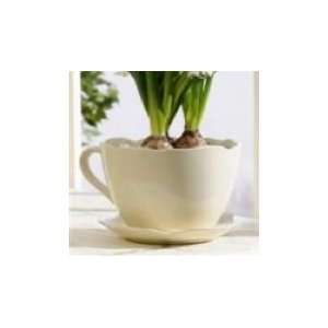   Cream Colored Teacup Pot Plant Outdoor Planter 