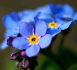 Forget Me Not 100 seeds  
