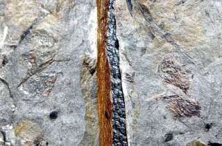 Arthropleura ???? . RARE  . Unknown Carboniferous Arthropod