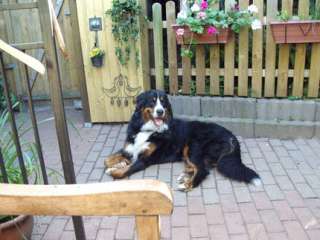 Bernersennen Deckrüde Aaron in Schleswig Holstein   Schleswig  Hunde 