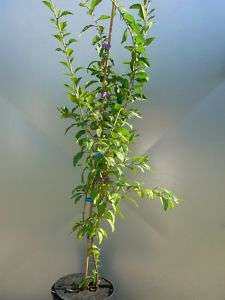 Goji PflanzeBig Lifeberry 140 cm. im 3 L.Topf  