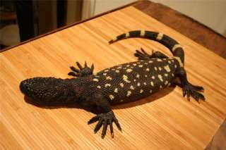 NEW Mexican Beaded Lizard Replica MOUNT  