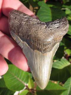   SHARK Tooth Fossil Teeth ATLANTIC USA South Carolina SCUBA SC  