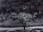 Ansel Adams Oak Tree, Rain, Sonoma County Hills, Calif