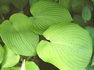 Hosta Fourteen Carats new Hosta from M. Fransen and Naylor Creek 