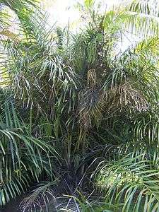 Live 4 Arenga tremula Dwarf Sugar Palm Tree Seedling  