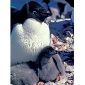 Adelie Penguin on Nest with Chick, Antarctica Premium Photographic 