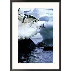 Adelie Penguins, Leaping, Antarctic Peninsula Framed Photographic 
