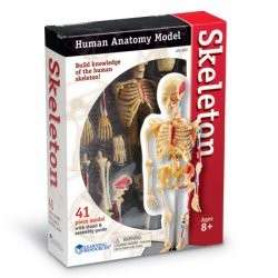 SKELETON Human Anatomy Model bones science Biology Medical Learning 