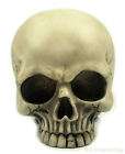 Realistic Human Skeleton Skull Resin Goth Bank New