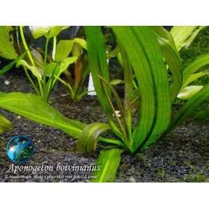   Aquatic Plant for Seed Aquascape Moss Java Fish Tank Patio, Lawn