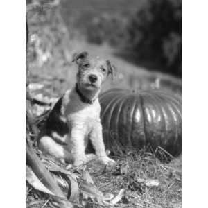  Wire Hair Terrier Sitting By Pumpkin and Looking at Camera 