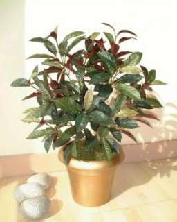 Capensia Bush   21 (53cm)   Artificial Silk Faux Plant  