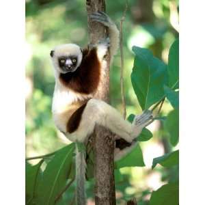  Coquerels Sifaka, Western Dry Forest, Madagascar 