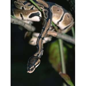 Ball Python in a Tree National Geographic Collection Photographic 