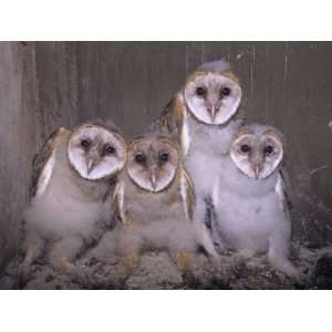  Barn Owl Chicks in their Nest in a Barn, Tyto Alba, an 
