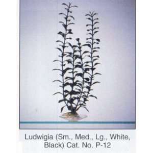  Medium Black and White Ludwigia Aquarium Plants Pet 