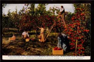 apples ellensburg washington train advertising postcard  