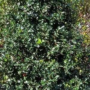  HOLLY BLUE PRINCE / 5 gallon Potted Patio, Lawn 