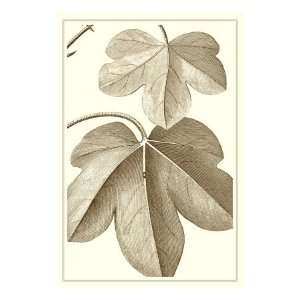  Cropped Sepia Botanical III Premium Giclee Poster Print by 