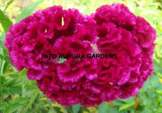 25 Pink Crested Cockscomb Celosia Seeds Big Cut Flower  