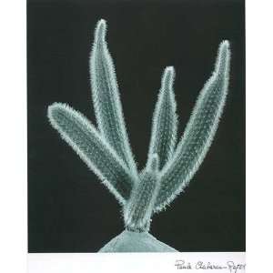  P. Chaban raget   Cactus Plants III Size 11.75x15.75 by P 