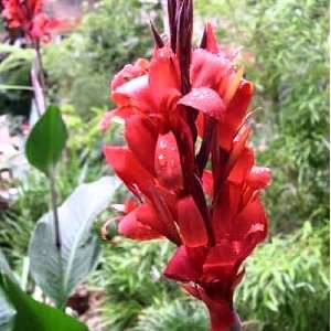  RED Canna Lily (2 Seeds) Canna Indica Patio, Lawn 