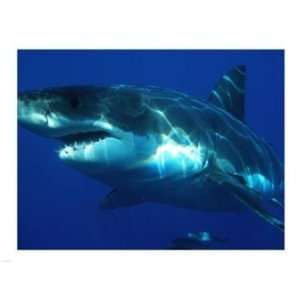   Carcharodon Carcharias  24 x 18  Poster Print