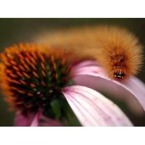  A Fuzzy Caterpillar Inches Along the Top of a Purple 