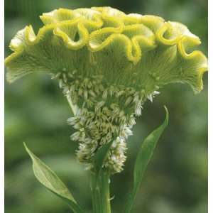  Davids Non Hybrid Flower Celosia Bombay Yellow Gold (Celosia 