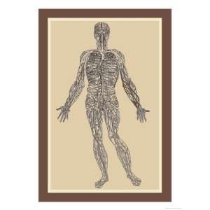   System Giclee Poster Print by Andreas Vesalius, 12x16