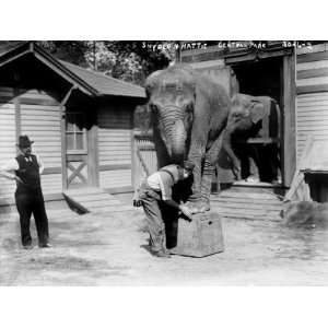 Bill Snyder, Elephant Trainer, and Hattie the Elephant, in Central 