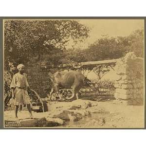  water wheel,Egypt,Fred Niblo,c1908,blindfolded cow