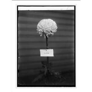  Historic Print (M) [Grace] Coolidge, [] chrysanthemum 
