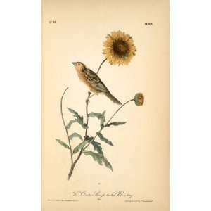   James Audubon   32 x 52 inches   Le Contis Sharp tailed Bunting