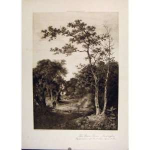  John Crome Grove Scene Marlingford Trees Park Old Print 